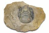 Large, Flying Crotalocephalina Trilobite - Lghaft, Morocco #381464-3